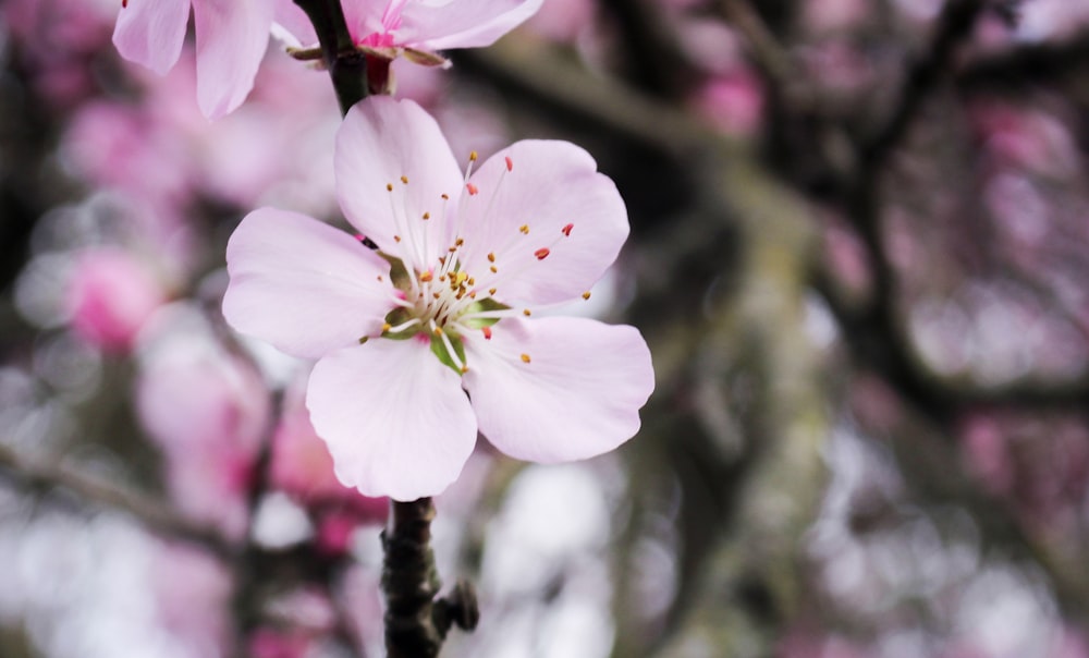 white cherry blossom in bloom during daytime