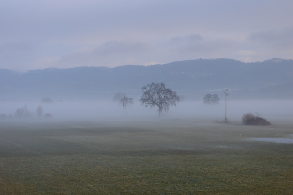 green grass field with trees during foggy day