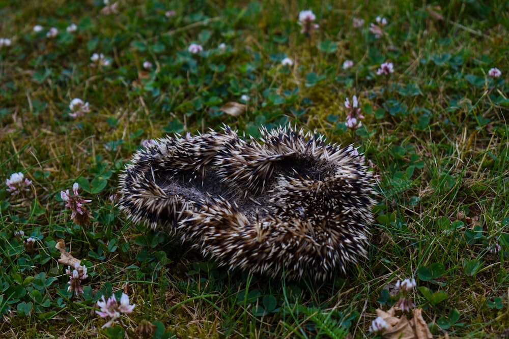 black and white hedgehog on green grass