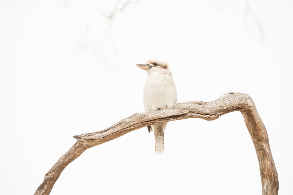 white and brown bird on brown tree branch
