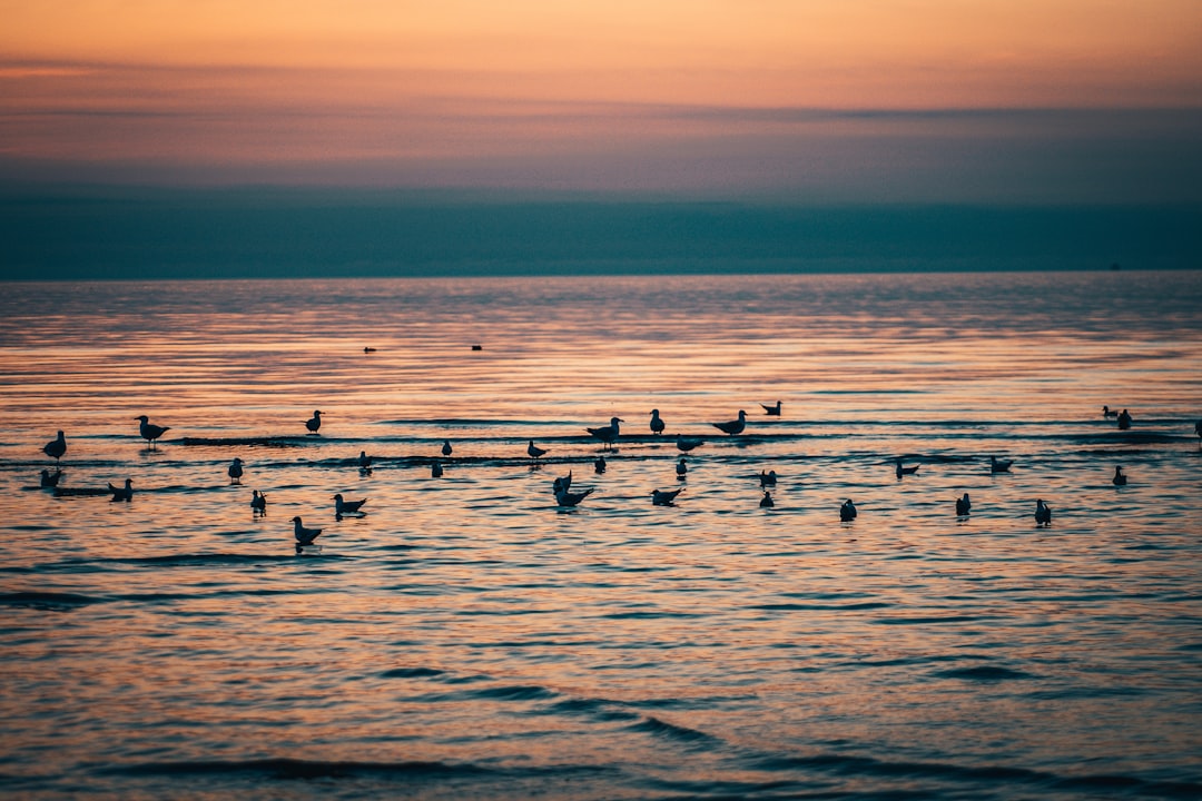 birds on sea during sunset