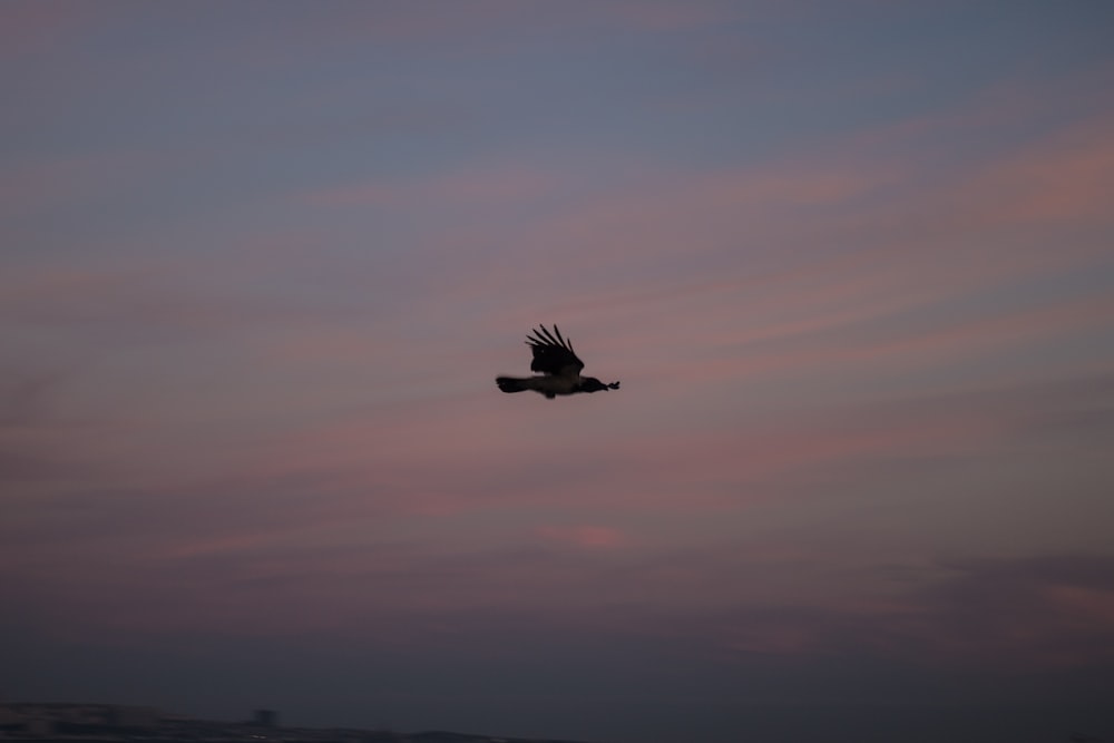 black bird flying under white clouds during daytime