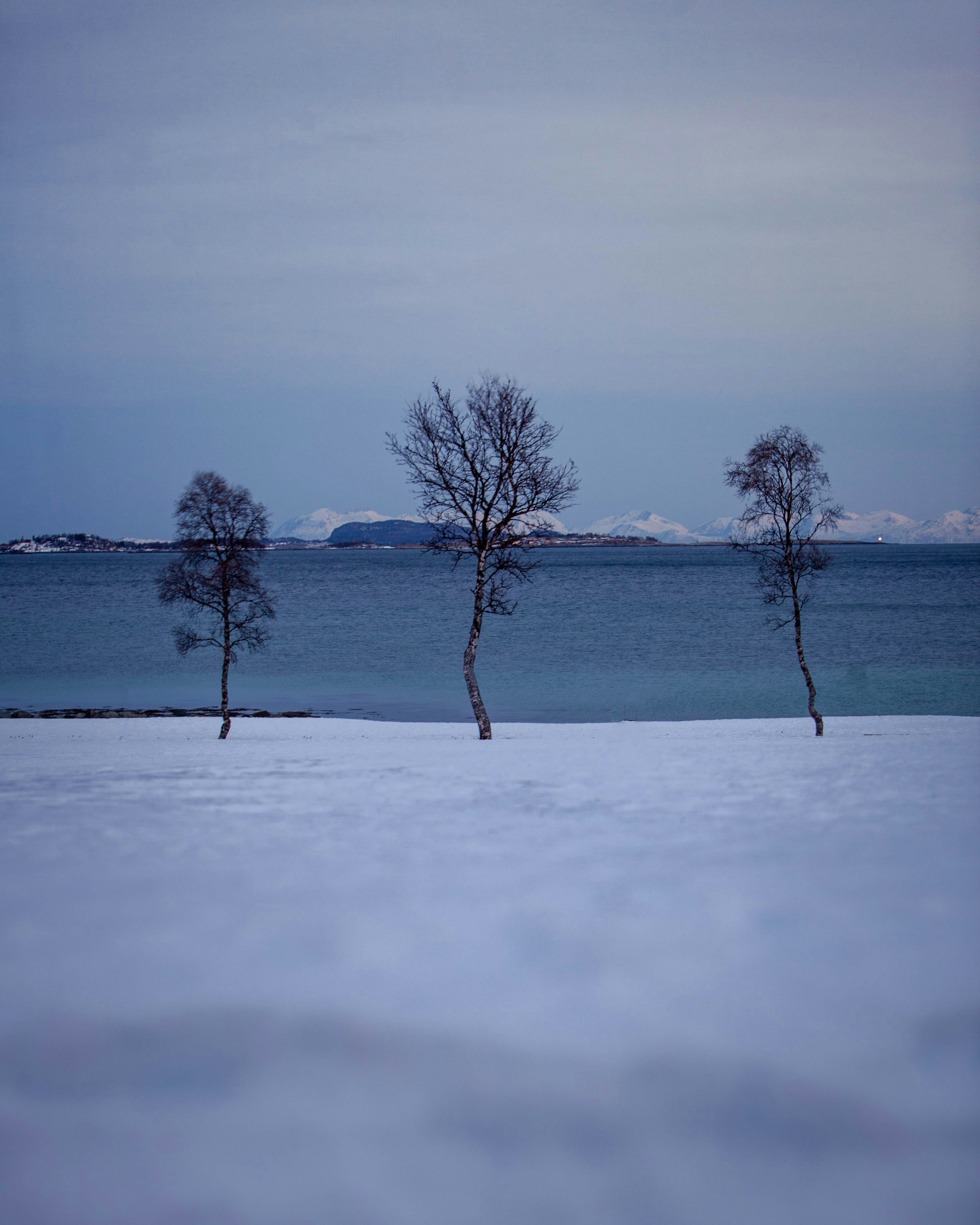 green trees on snow covered ground during daytime