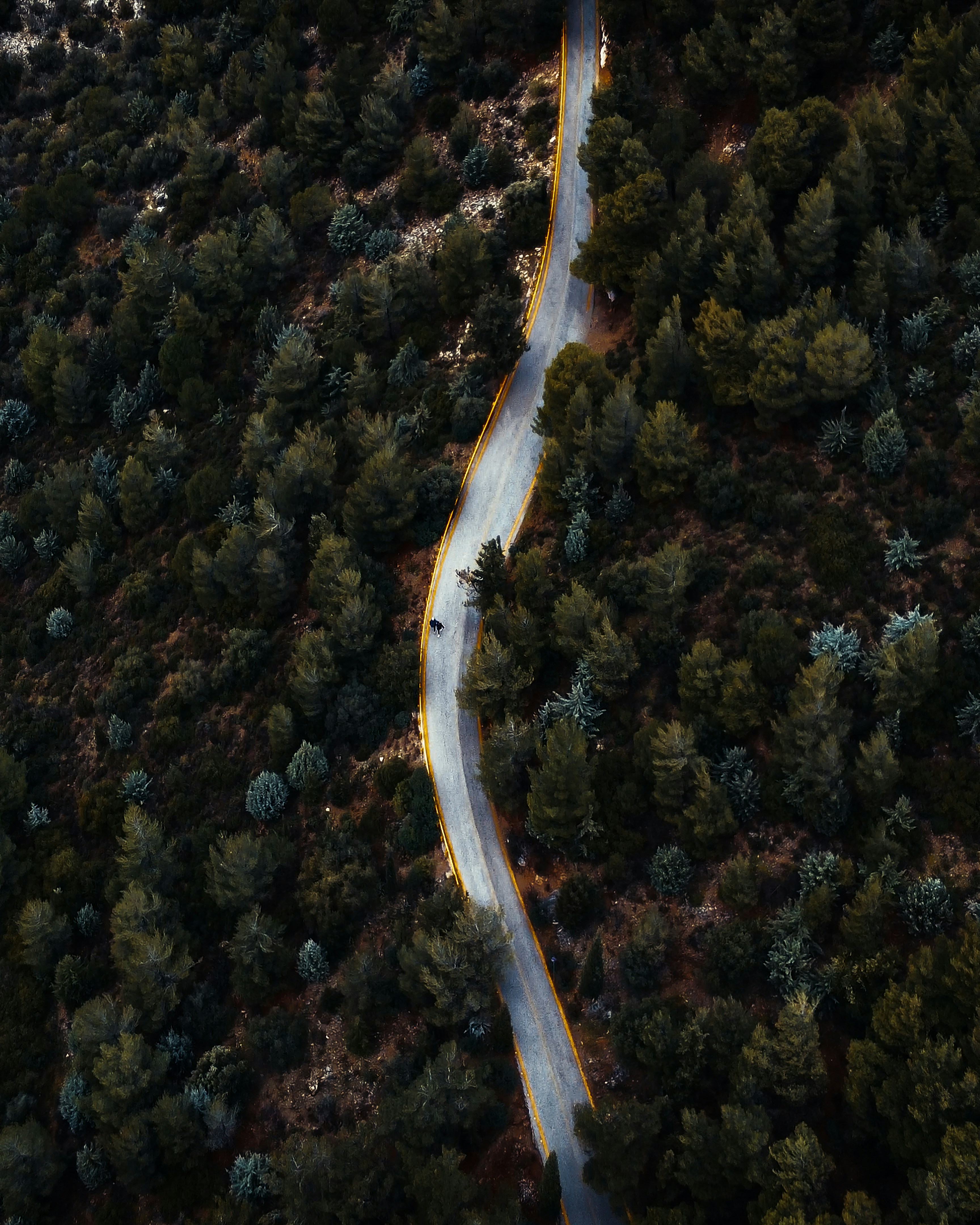aerial view of green trees during daytime