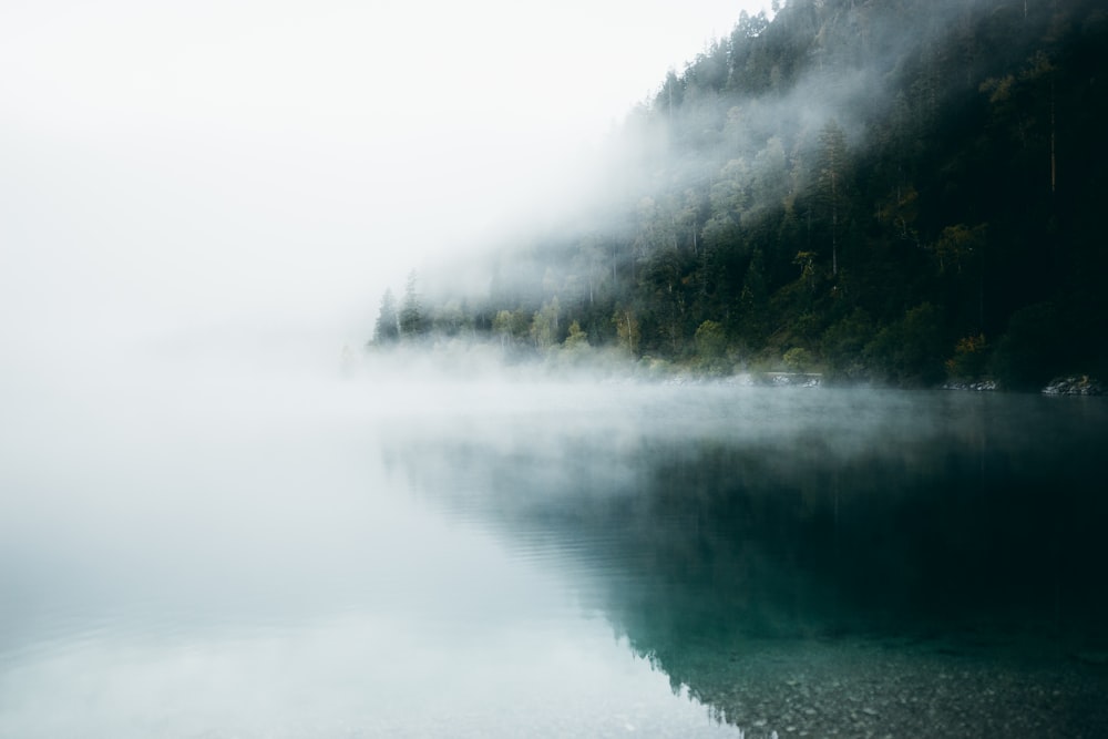 green pine trees beside body of water