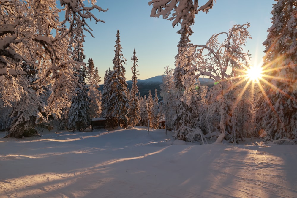 snow covered trees during daytime