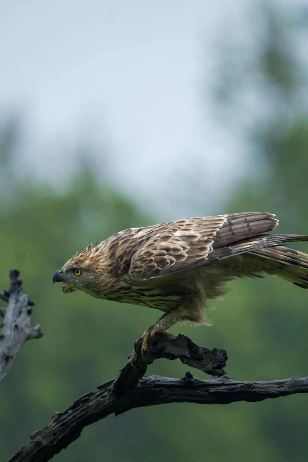 brown and white bird on tree branch