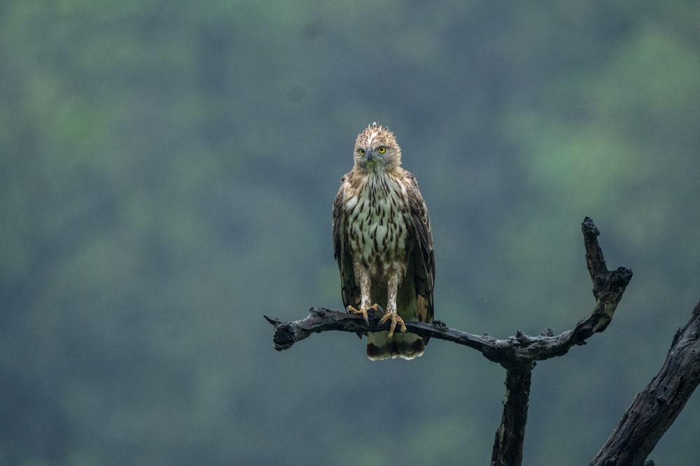 brown and white owl on brown tree branch during daytime