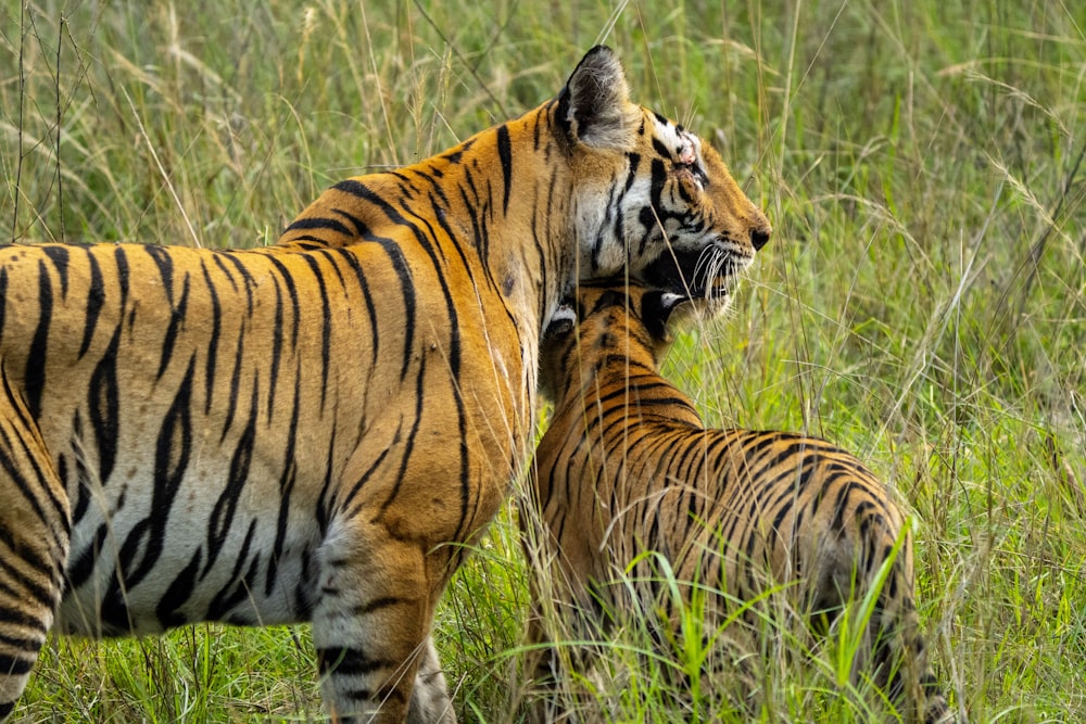 tiger walking on green grass during daytime