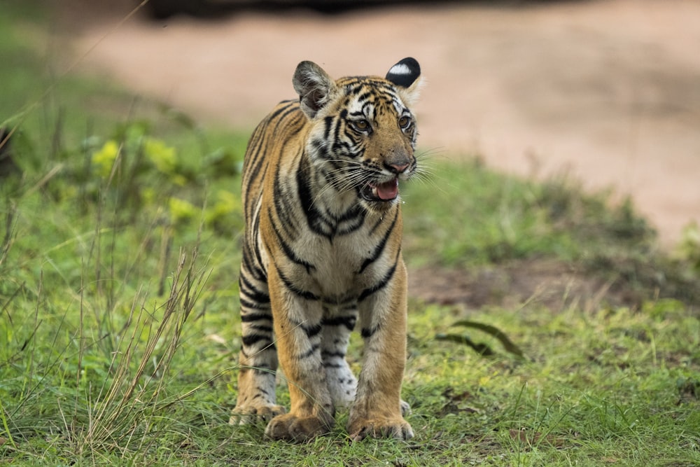 tiger lying on green grass during daytime