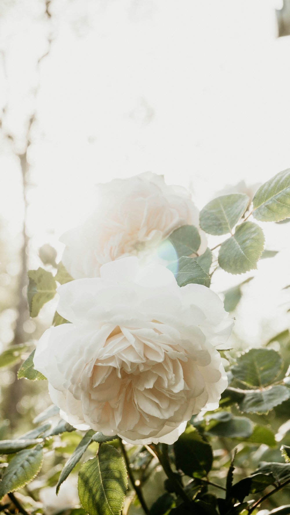 white rose in bloom during daytime