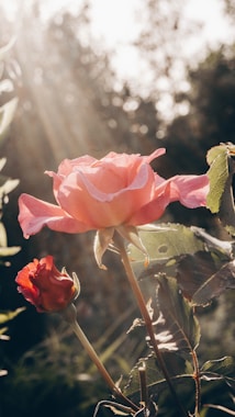 pink rose in bloom during daytime