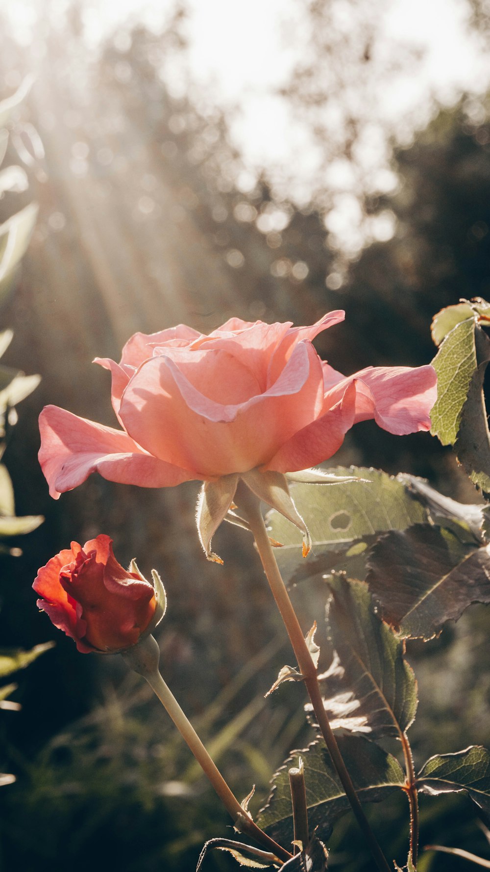 pink rose in bloom during daytime