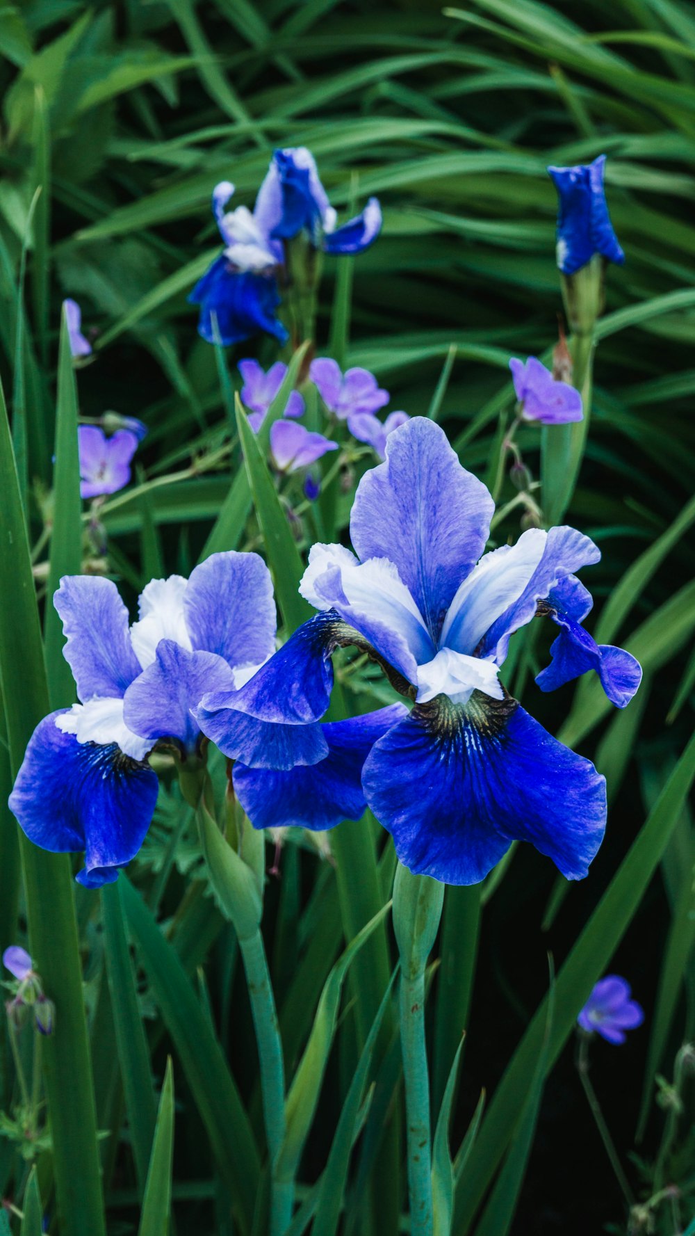 purple flower in macro shot