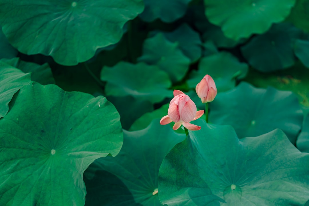 pink flower in green leaves