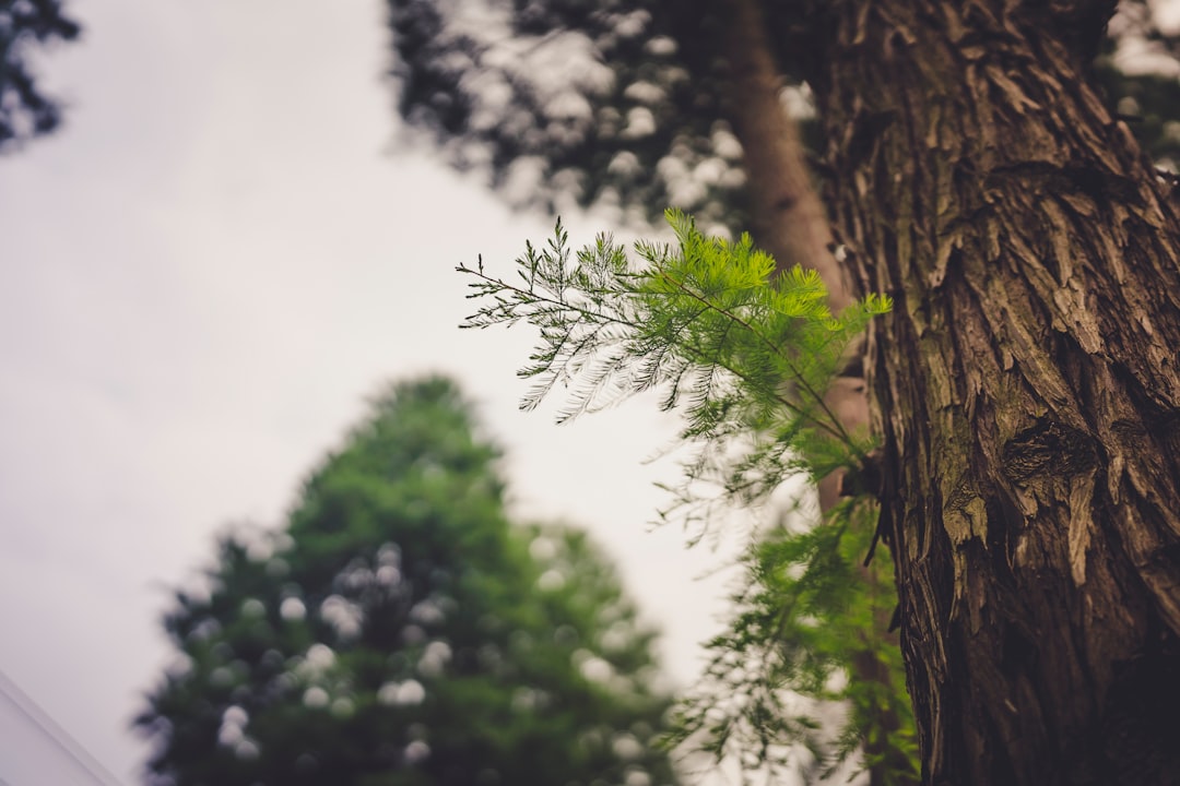 green tree under white sky during daytime