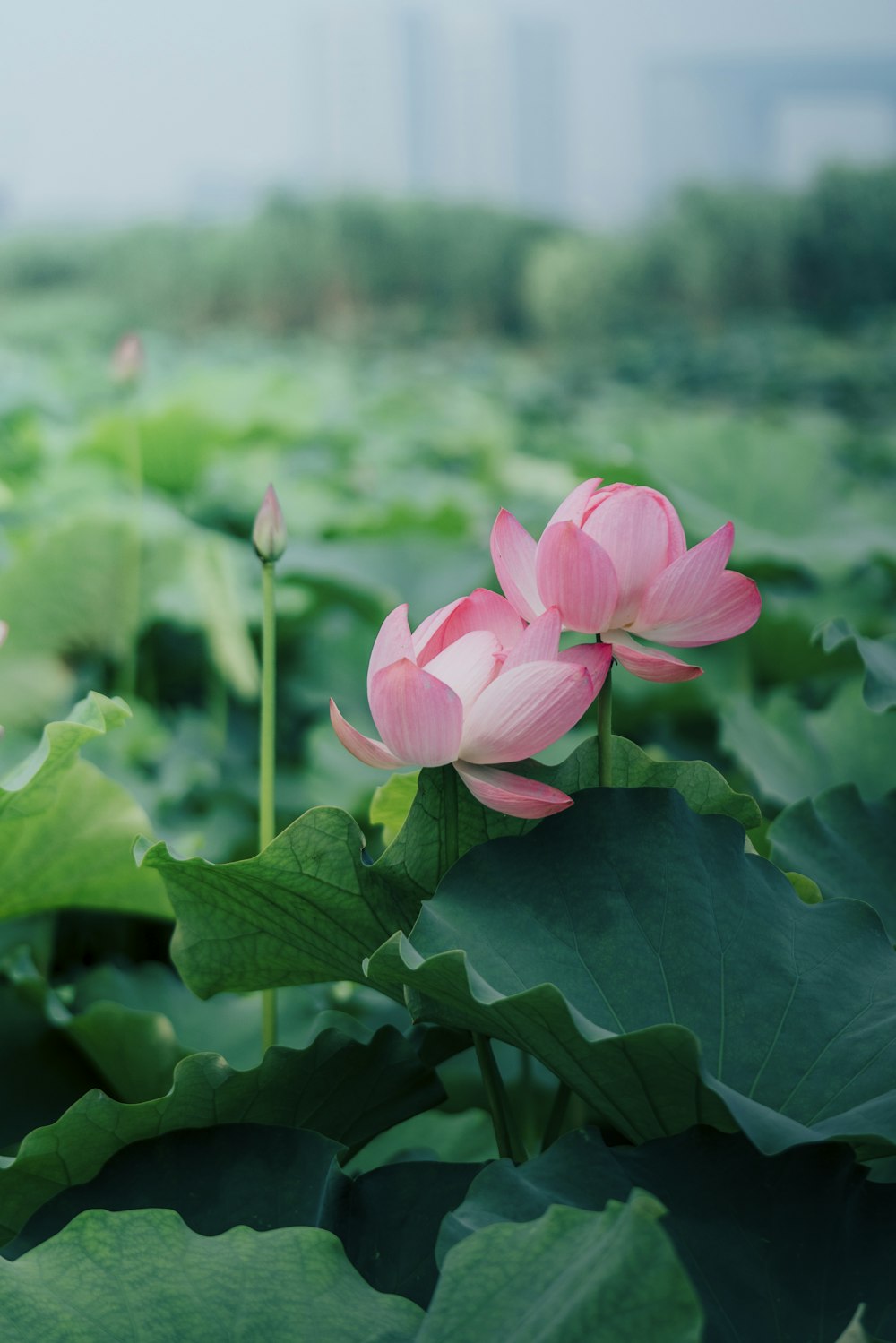 pink lotus flower in bloom during daytime