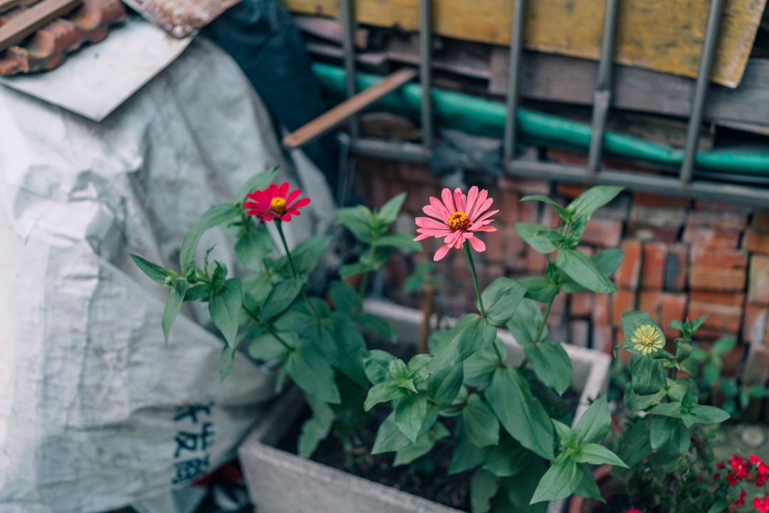 red and yellow flower in gray pot