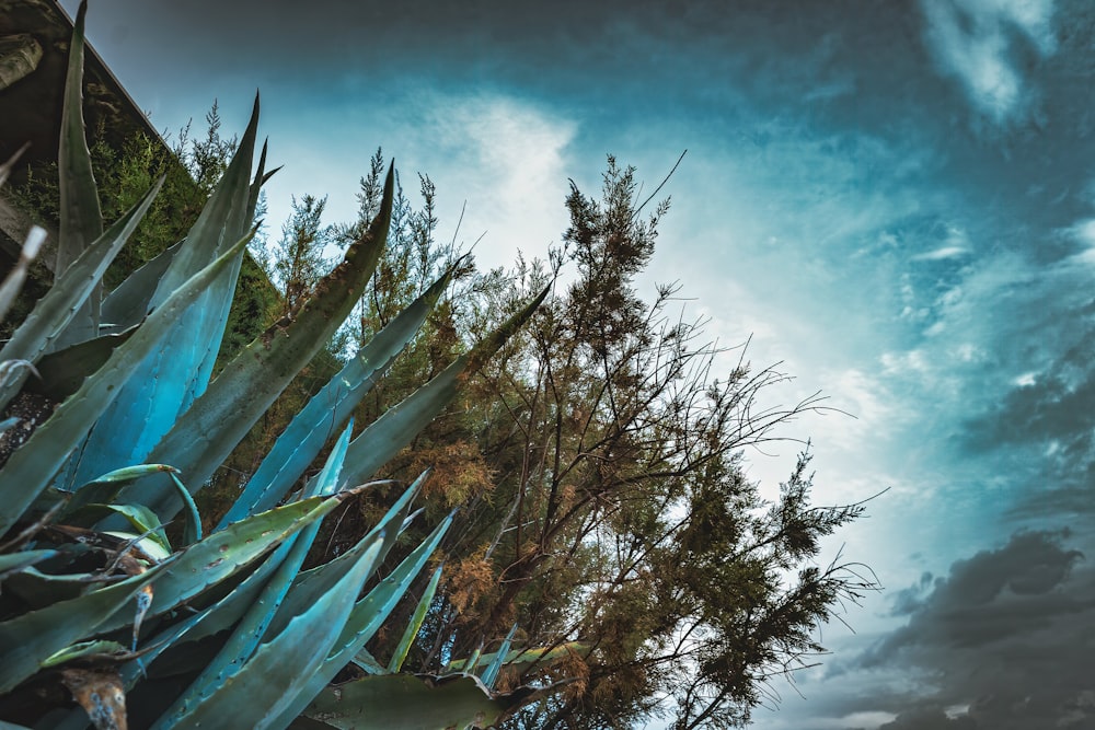 green palm tree under blue sky