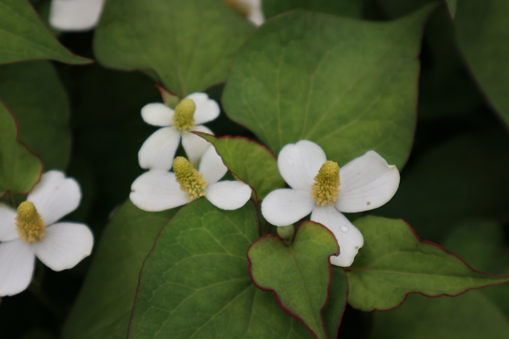 flor branca com folhas verdes