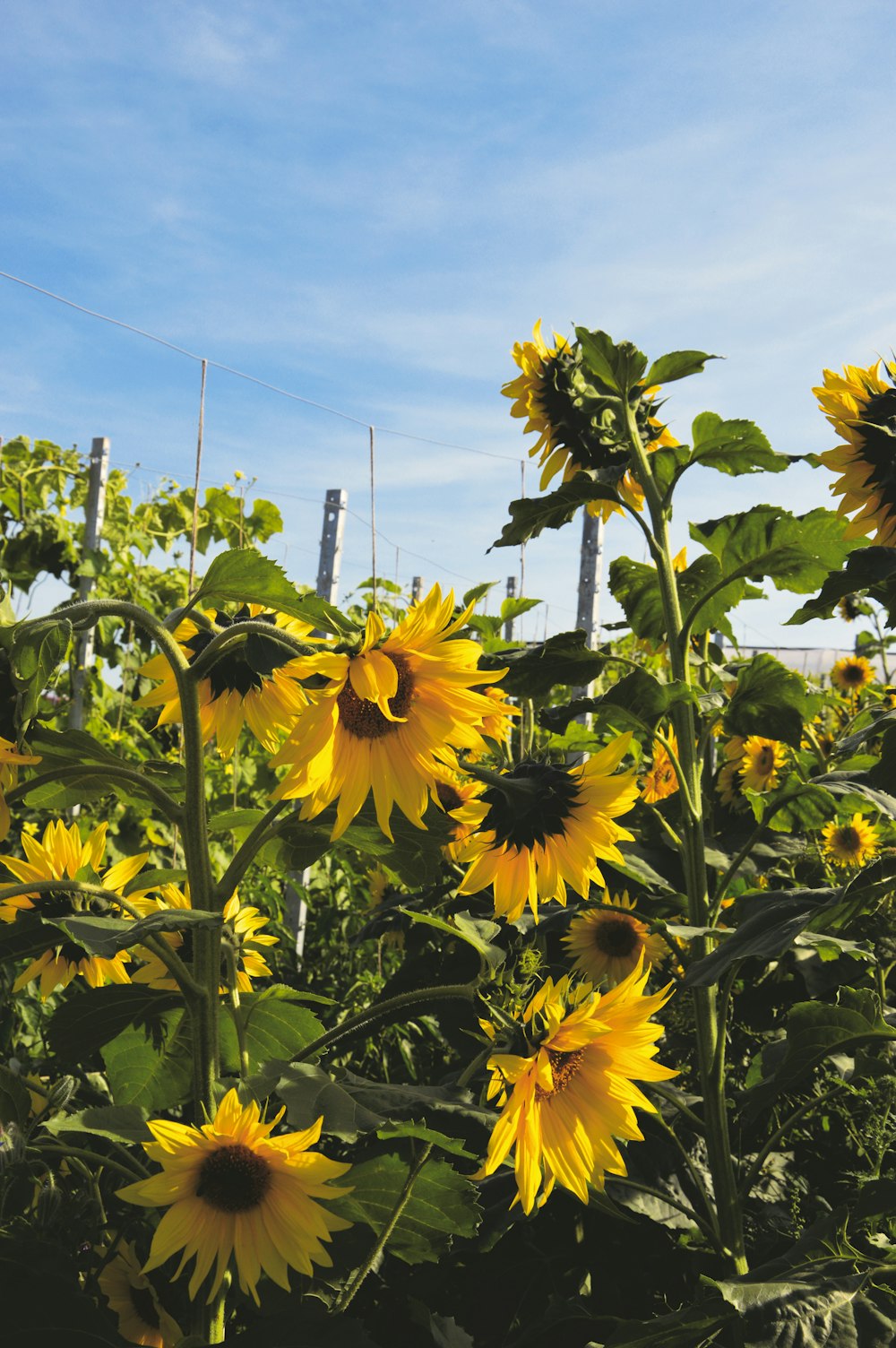 yellow sunflower field under blue sky during daytime