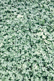 A vibrant backyard featuring a lush patch of clover as a soft, green lawn alternative.