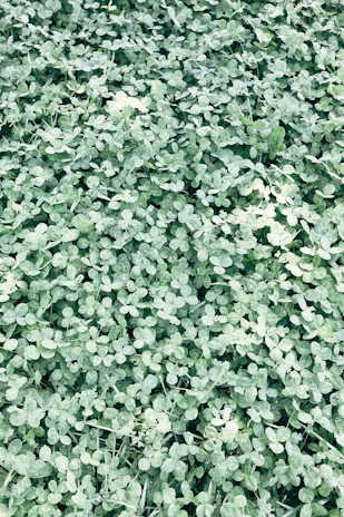A vibrant backyard featuring a lush patch of clover as a soft, green lawn alternative.