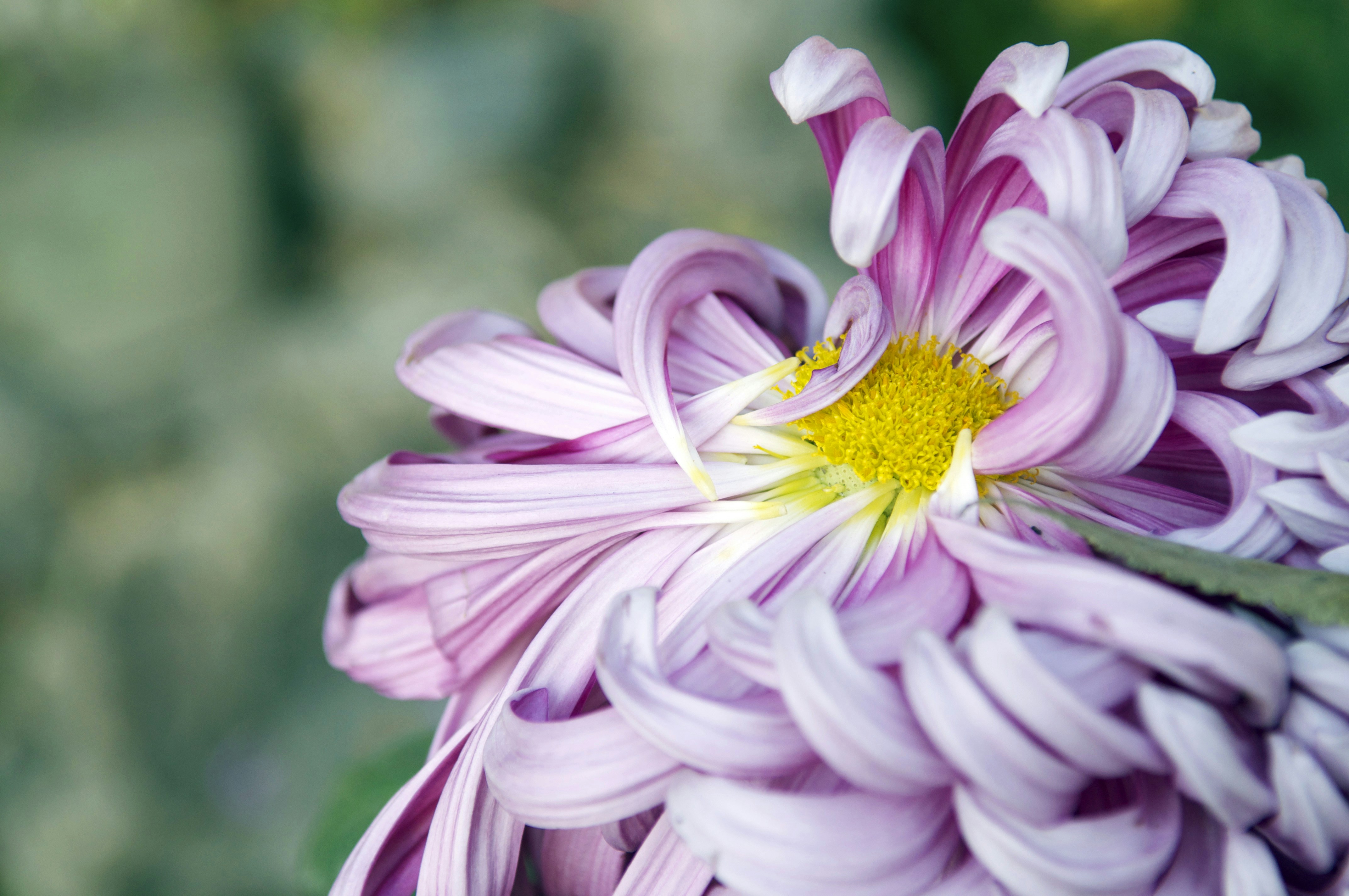 Photo by tommaomaoer