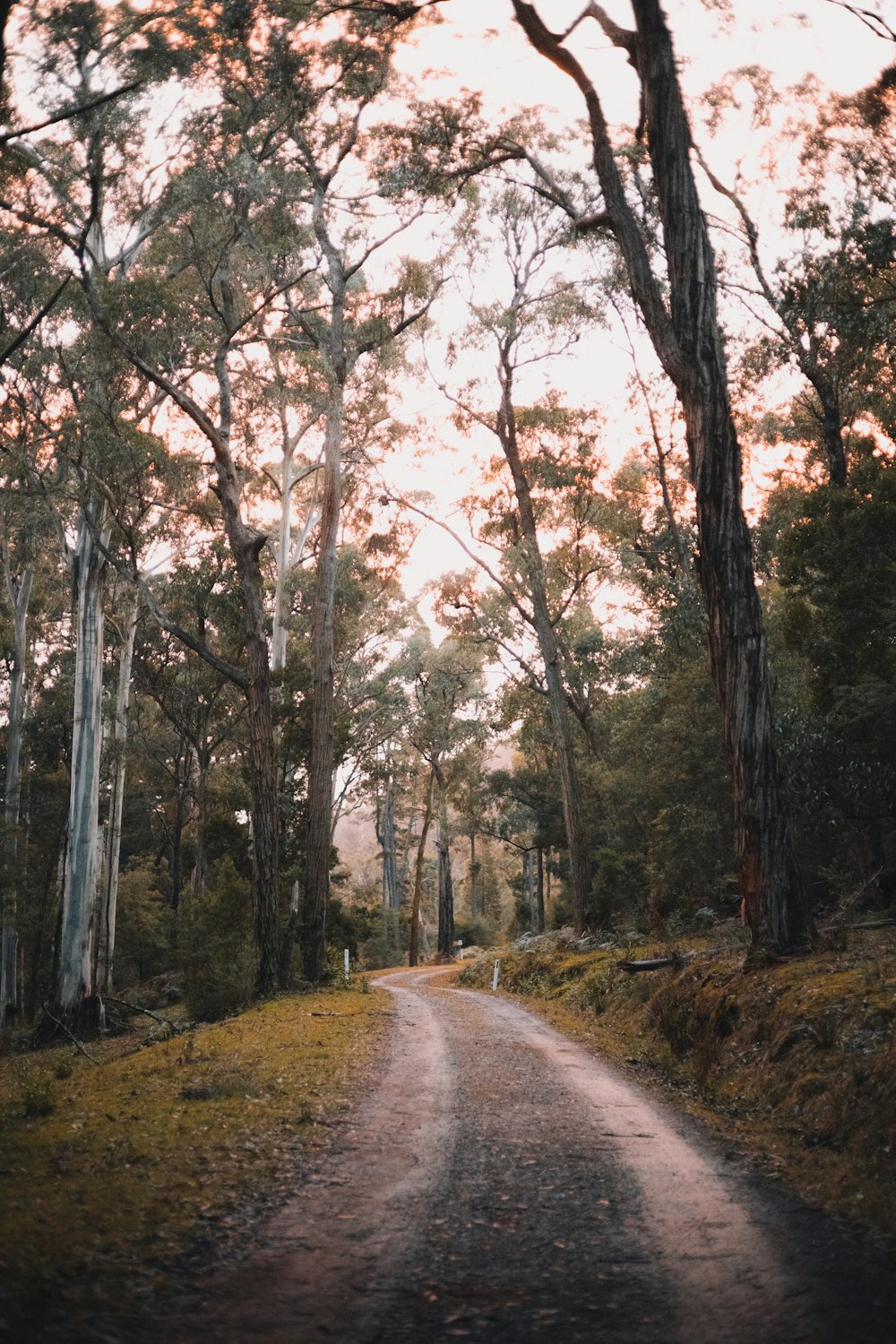 brown dirt road between trees during daytime