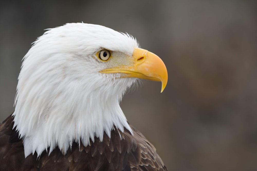 white and brown eagle in close up photography