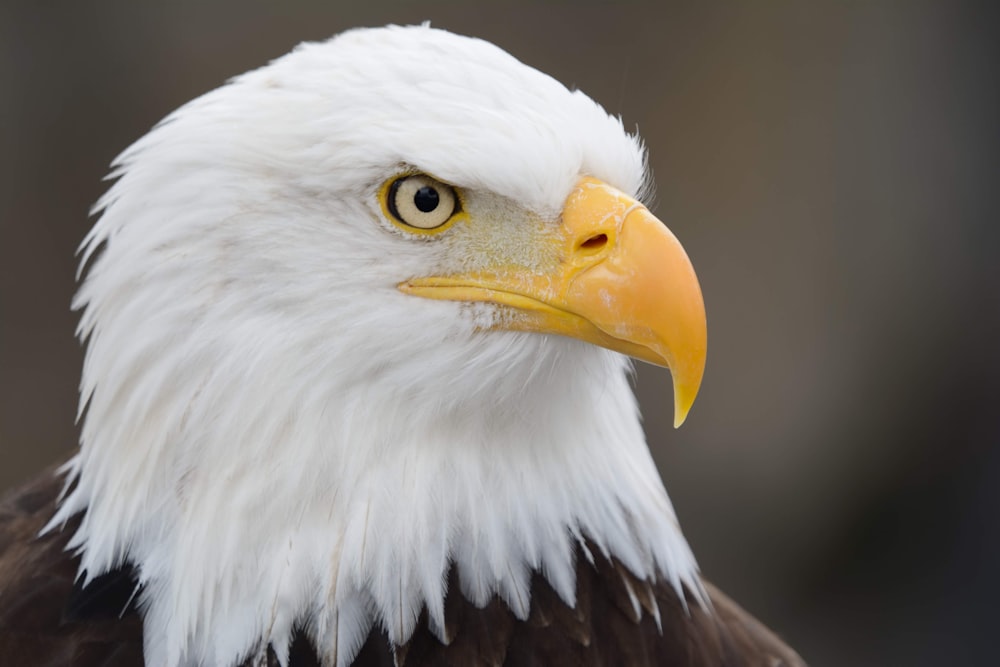 white and brown eagle in close up photography