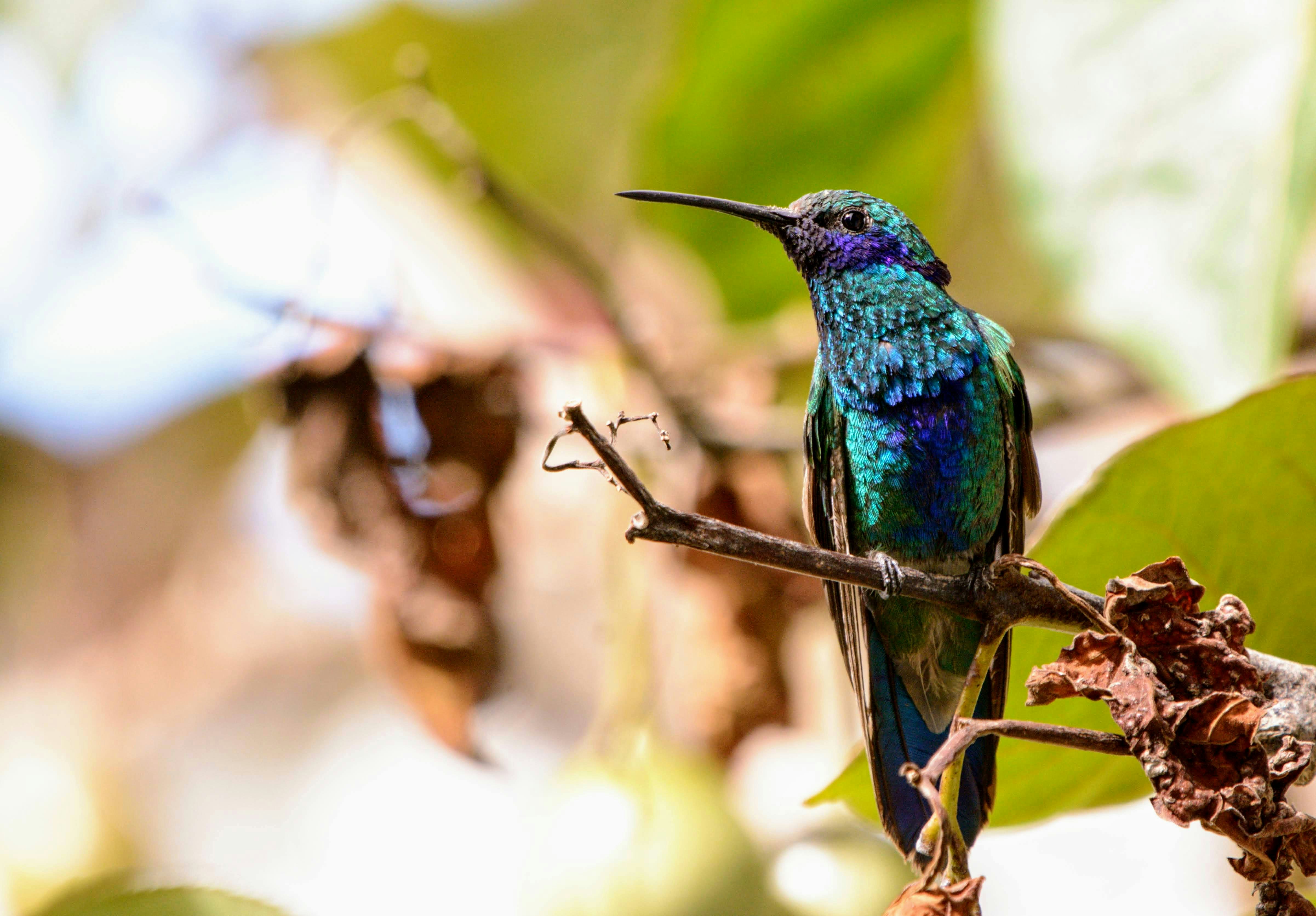 green and blue bird on brown tree branch