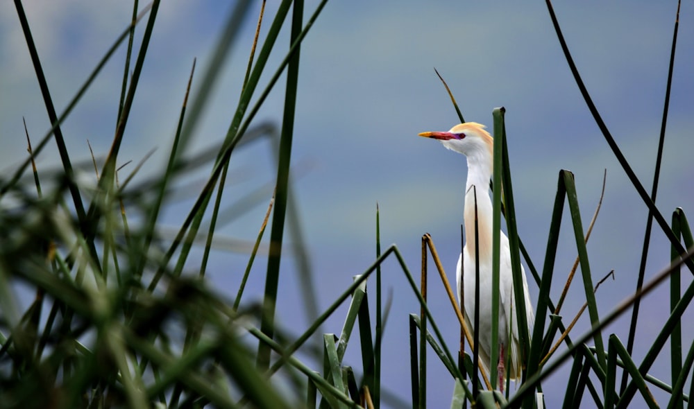 white bird on green grass during daytime