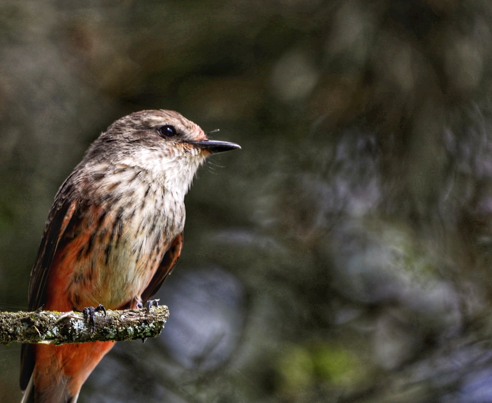 brown and gray bird on tree branch