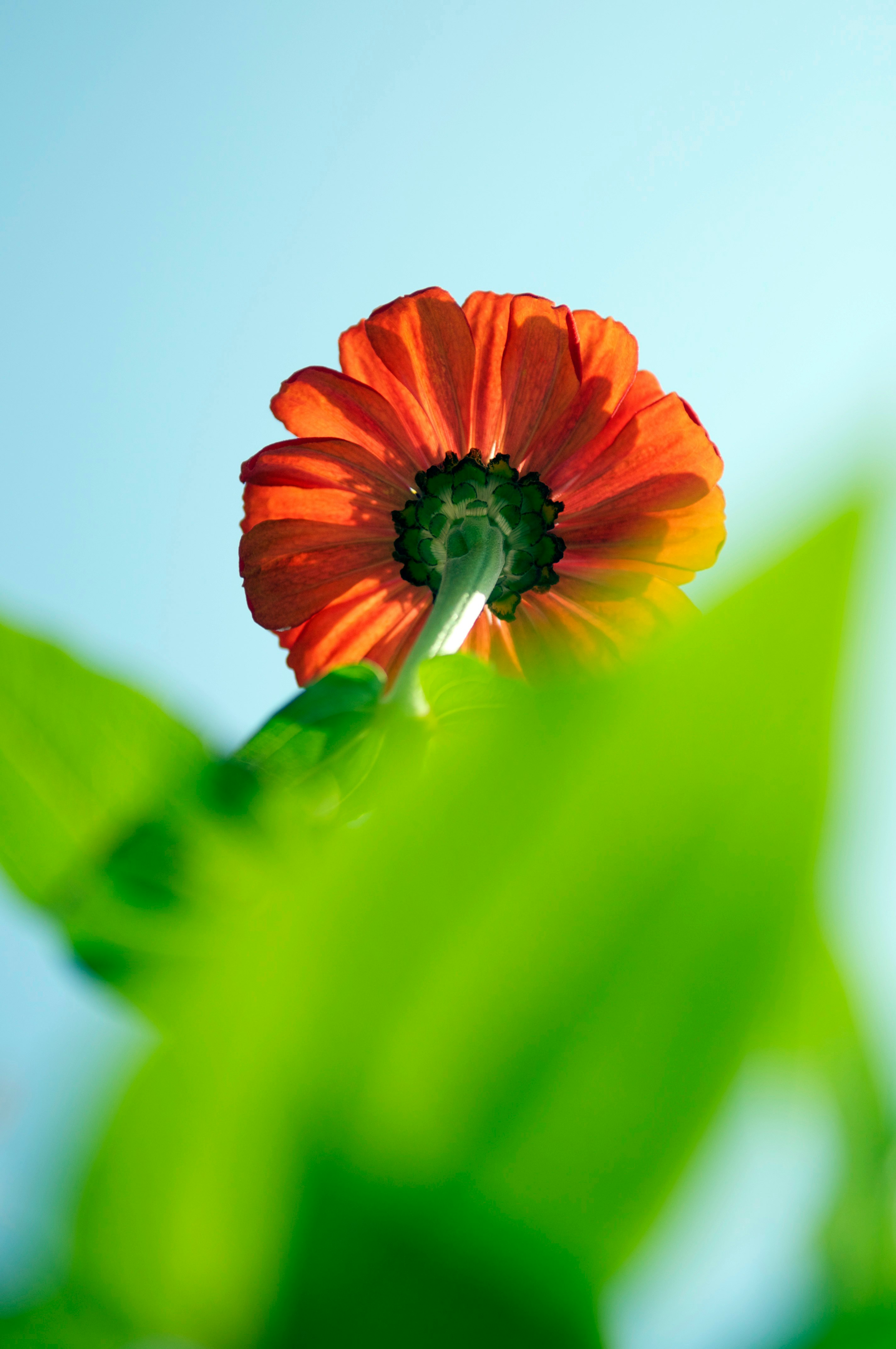 red flower in green stem