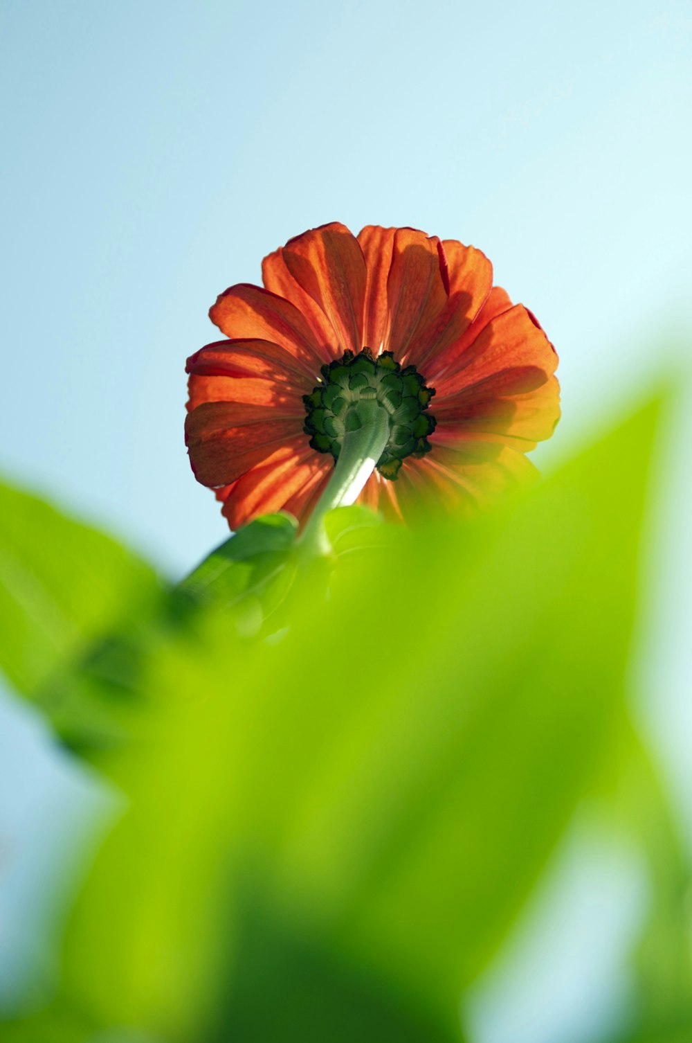 red flower in green stem