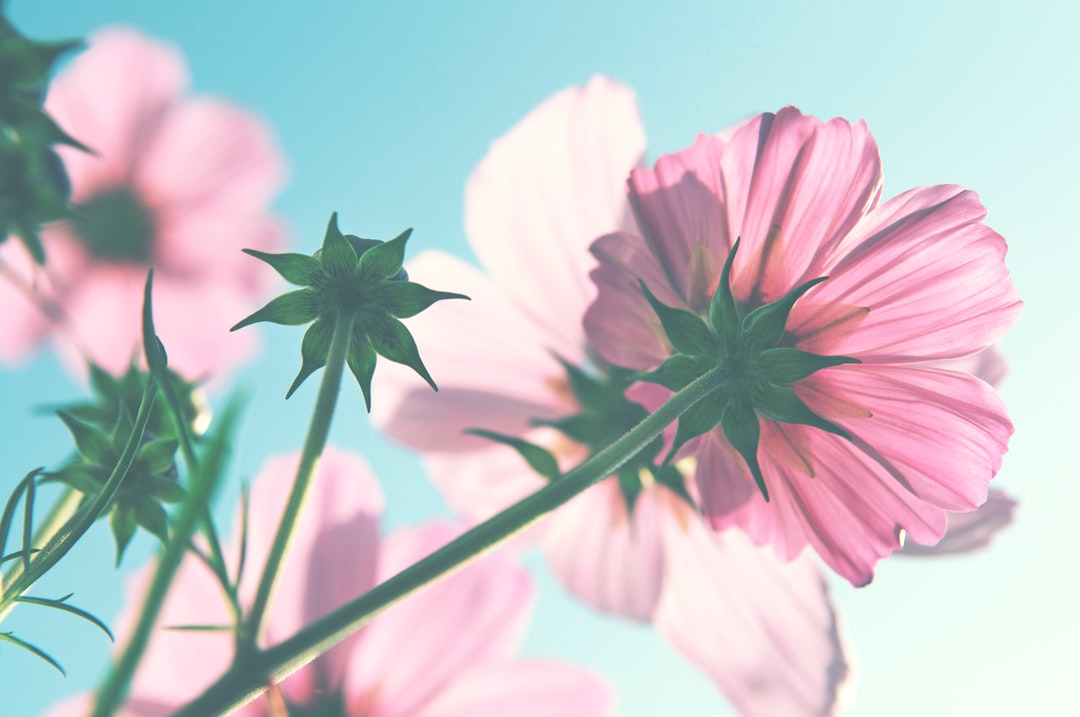 pink and white flower in close up photography