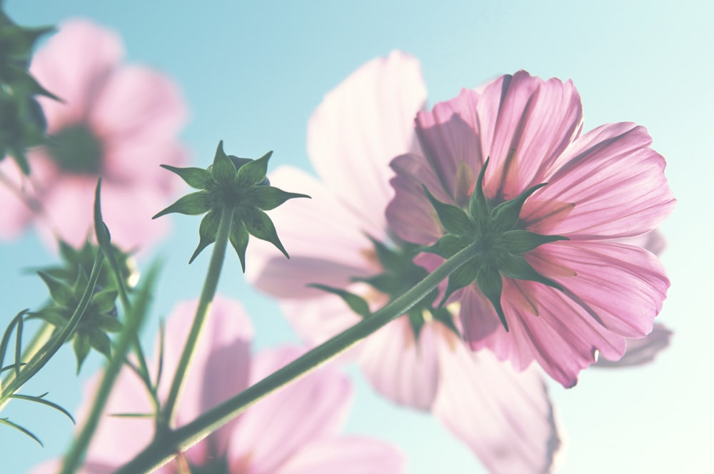 pink and white flower in close up photography