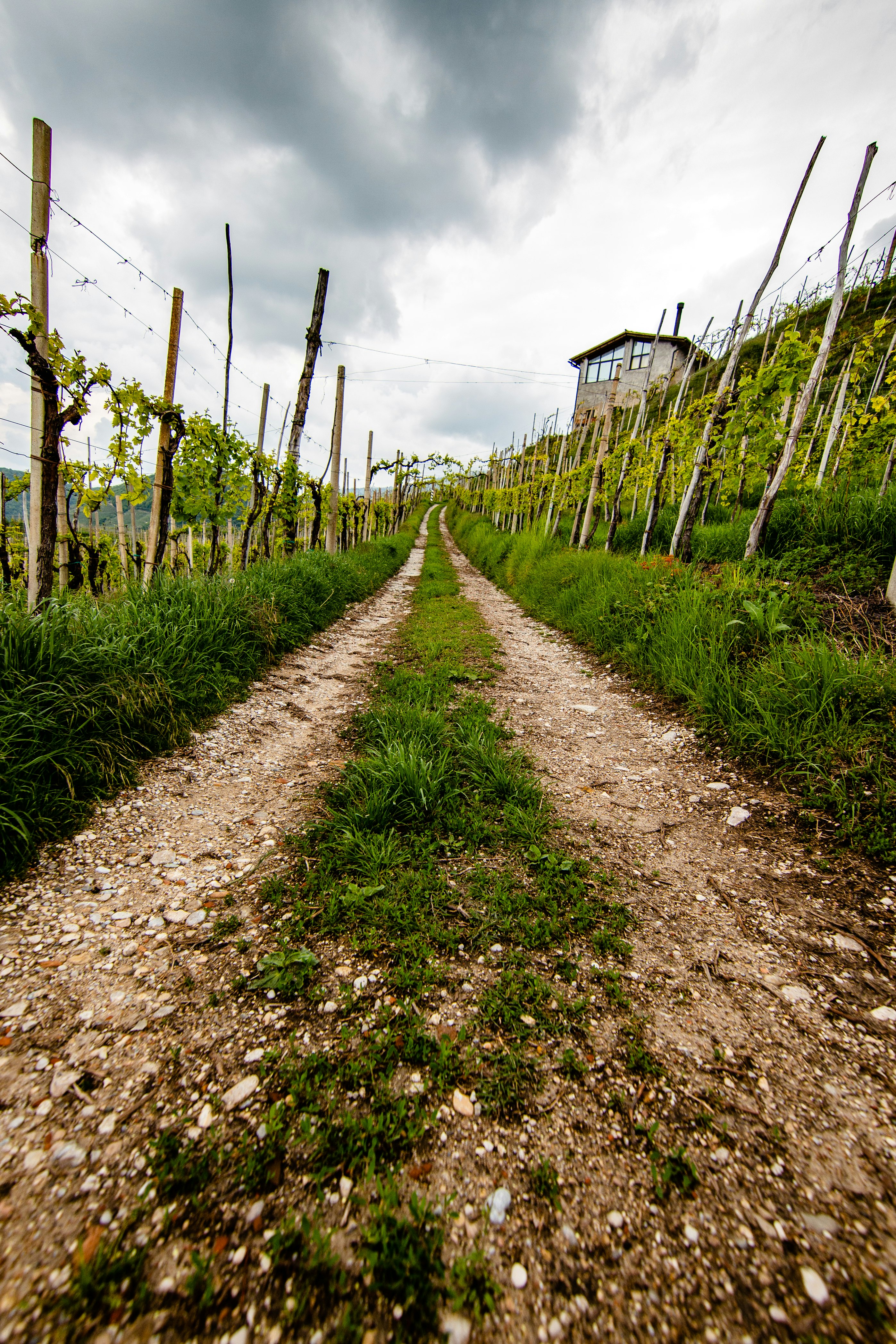 dirt road between green grass field during daytime