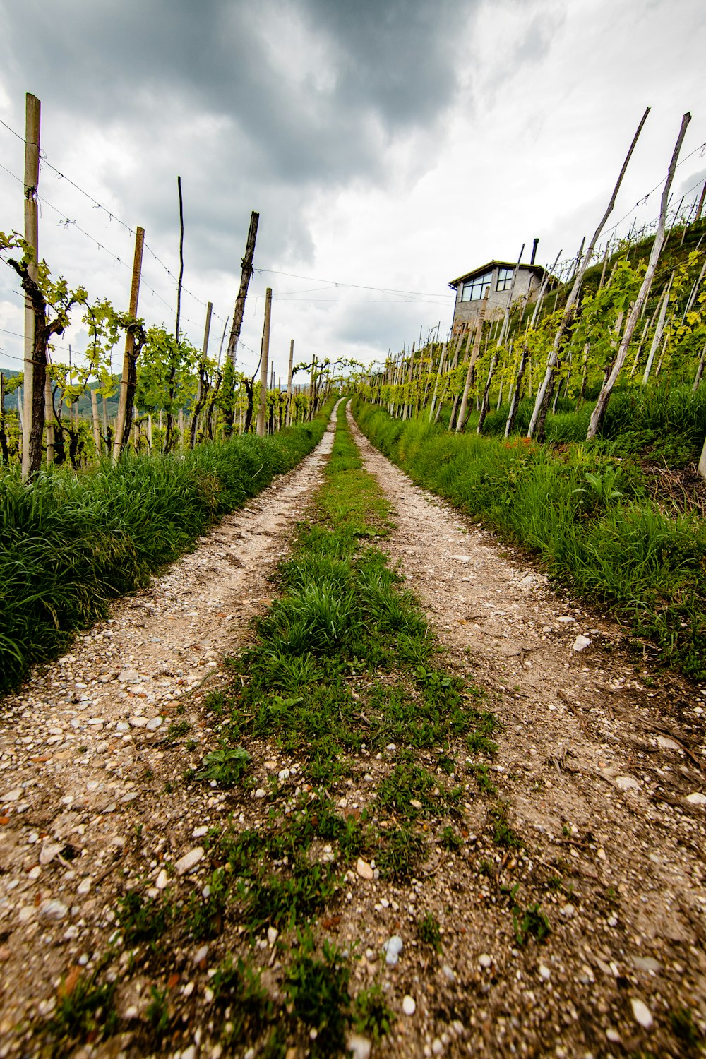 dirt road between green grass field during daytime