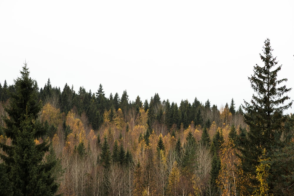 árboles verdes y marrones bajo el cielo blanco durante el día
