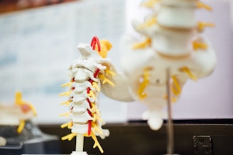 Close-up of a spine model highlighting vertebrae with soft blue and green lighting.