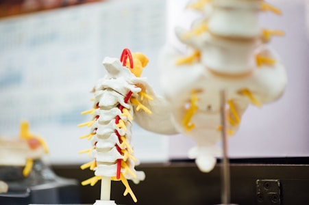 A detailed anatomical model of the human spine, focusing on the vertebrae and nerves, with various colored elements to highlight specific features. The spine model is placed in a medical or educational setting.