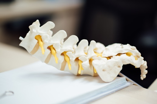 A detailed model of a human spine displayed on a surface, with yellow segments representing nerves.