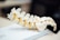 A detailed model of a human spine displayed on a surface, with yellow segments representing nerves.