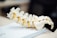A detailed model of a human spine displayed on a surface, with yellow segments representing nerves.