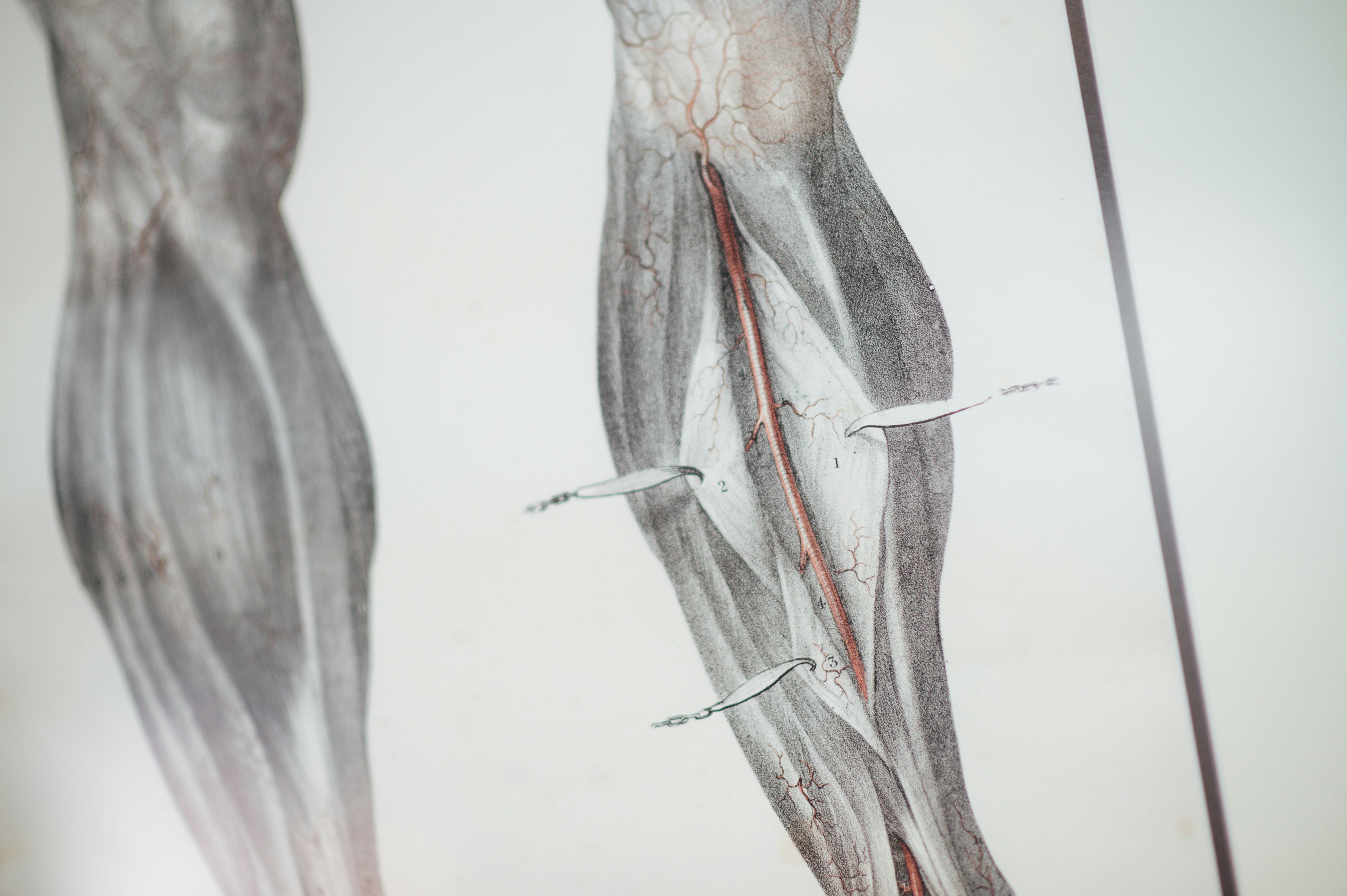Wiring the Ancient Body: What Brain Scans Are Teaching Us About Acupuncture's Meridian System