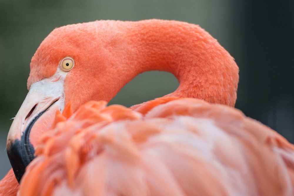 pink flamingo in close up photography