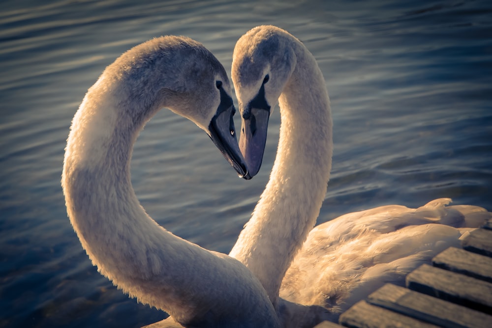 cisne branco no corpo de água durante o dia