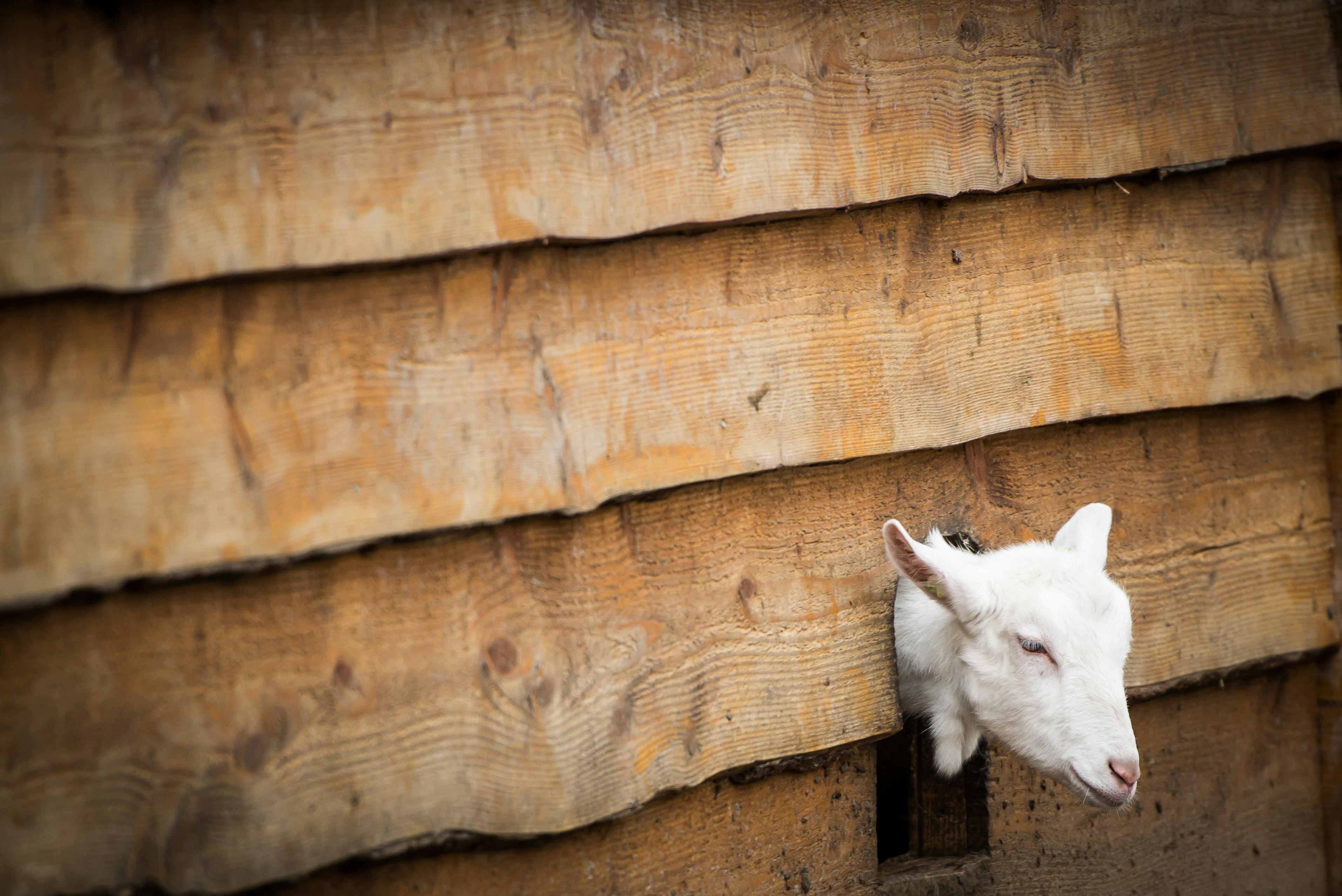 Eine weiße Ziege, die ihren Kopf aus einem Holzgebäude steckt